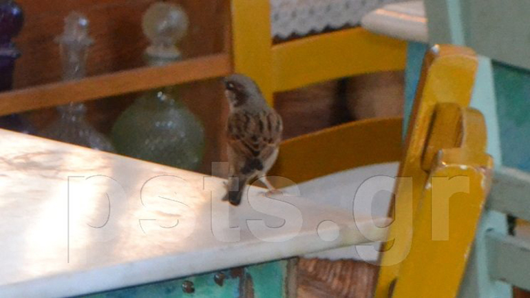 Σπουργίτια – θαμώνες μέσα σε καφενείο της Τήνου