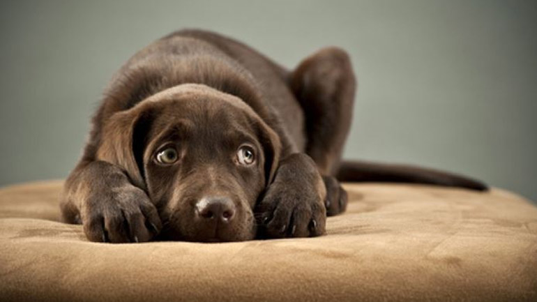 Οι πιο συχνές αιτίες απώλειας τριχώματος στον σκύλο