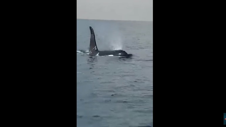 Εντυπωσιακές εικόνες: «Φάλαινα δολοφόνος» πλέει ανοιχτά της Κύπρου