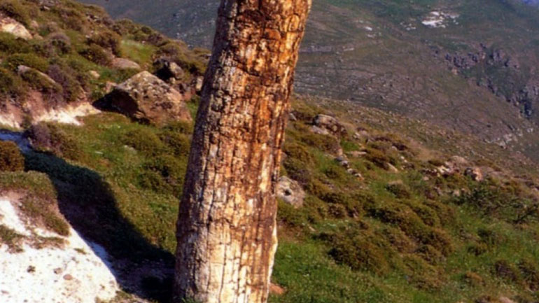 Μυτιλήνη: Απολίθωμα σεκόιας βρέθηκε κατά τη διάρκεια εργασιών για την κατασκευή δρόμου