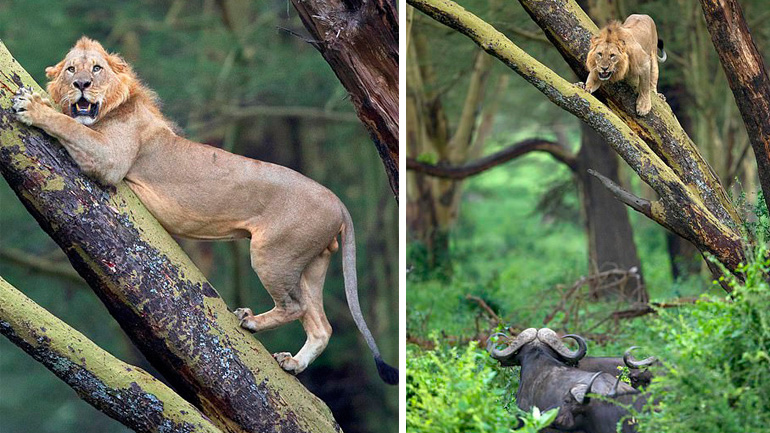 Λιοντάρι δραπετεύει από 100 θυμωμένα βουβάλια