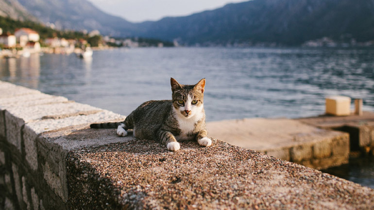 Οι γάτες-σταρ του Εθνικού Θεάτρου της Κροατίας απέκτησαν καταλύματα