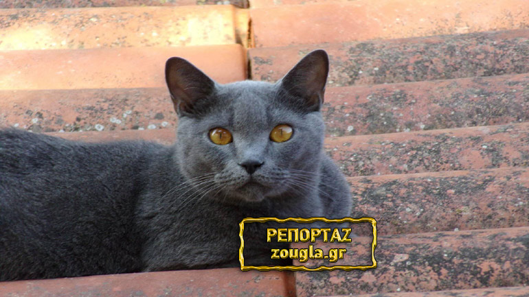 Κτηνωδία στον Λαγκαδά: Διαρρήκτες δεν βρήκαν λεφτά και βασάνισαν μέχρι θανάτου τη γάτα του σπιτιού 