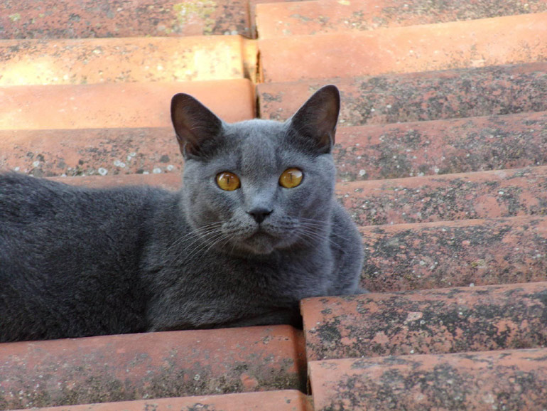 Αυτό είναι το άτυχο πλάσμα, που εξέπνευσε βασανιστικά στα χέρια των αδίστακτων διαρρηκτών