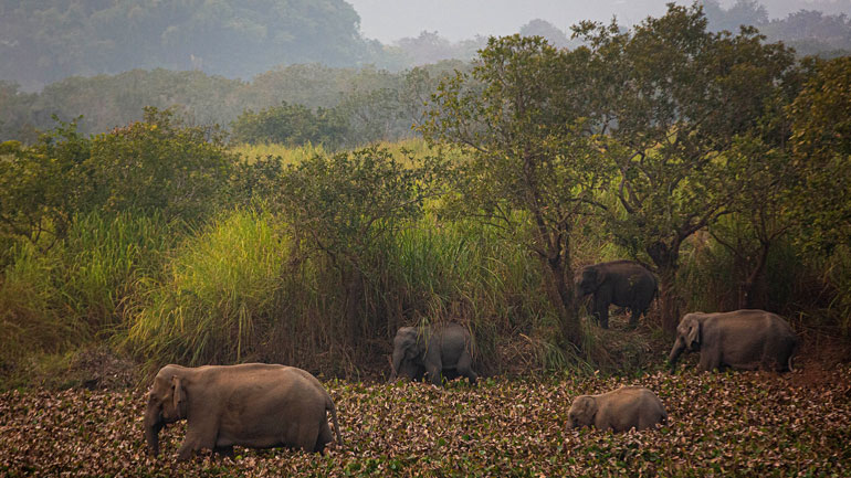 Κένυα: Πέθανε ο Τιμ, ένας από τους τελευταίους ελέφαντες με τεράστιους χαυλιόδοντες