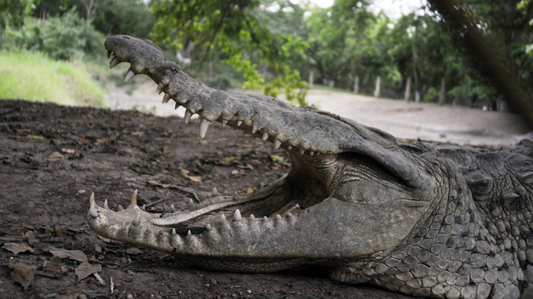 Κένυα: Κροκόδειλος σκότωσε αξιωματούχο του Παγκόσμιου Επισιτιστικού Προγράμματος