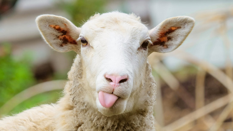 Hi-tech βοσκός στην Κρήτη τοποθέτησε GPS σε πρόβατο και “τσάκωσε” τους ζωοκλέφτες