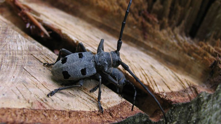 Ρουμανία: Πώς το σκαθάρι Μόριμος «εμποδίζει» την κατασκευή αυτοκινητοδρόμου