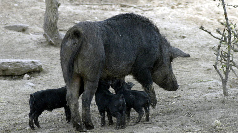 Σέρρες: Καθησυχαστικοί οι φορείς για την εμφάνιση της αφρικανικής πανώλης