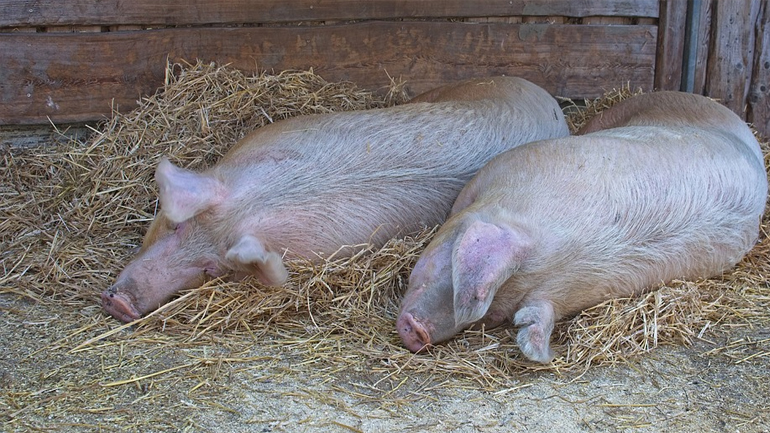 Κρούσμα αφρικανικής πανώλης των χοίρων στις Σέρρες: Έρευνα για το πώς έφτασε στην Ελλάδα