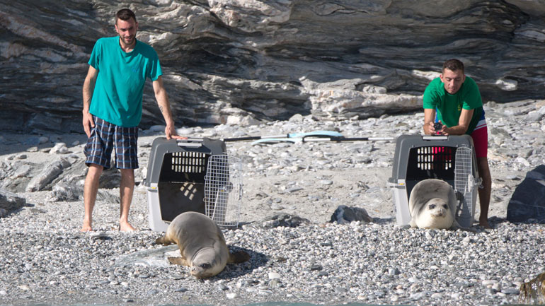 Οι φώκιες Λένα και Νικόλ στα νερά των Κυκλάδων – Είχαν βρεθεί σε άσχημη κατάσταση