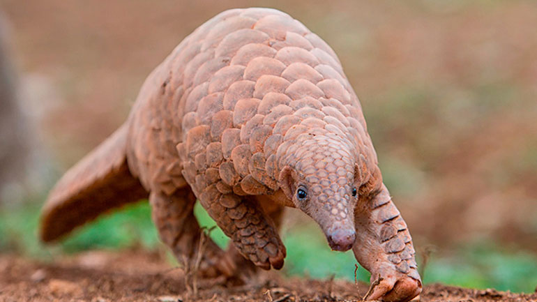 Νέα θεωρία για τον ξενιστή του κορωνοϊού – Ενοχοποιείται ο παγκολίνος