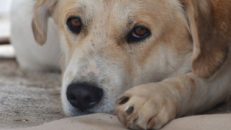 ΗΠΑ: Βάρβαρη μεταχείριση ζώων στα εργαστήρια των Εθνικών Ινστιτούτων Υγείας