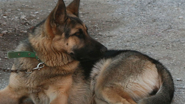 Κρήτη: Λυκόσκυλο επιτέθηκε σε 13χρονο αγόρι