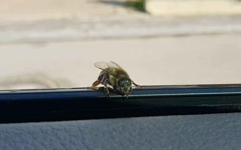Προσοχή στις... σφήκες. Ποτέ δεν ξέρεις από πού θα σου κάνουν... εμφάνιση!