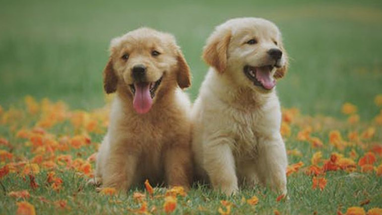 Τα λάθη που δεν πρέπει να κάνεις τον πρώτο μήνα συμβίωσης με το κουτάβι σου