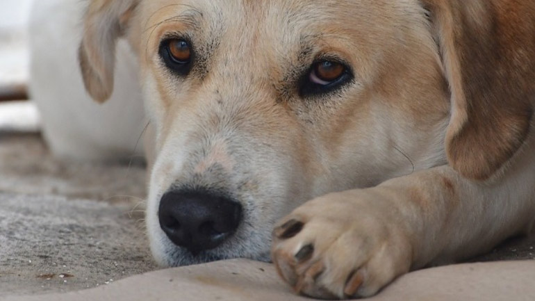 Θεσσαλονίκη: Σύσκεψη στο Δικαστικό Μέγαρο για τα ζώα συντροφιάς