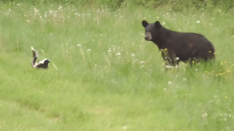 Ασβός vs αρκούδα