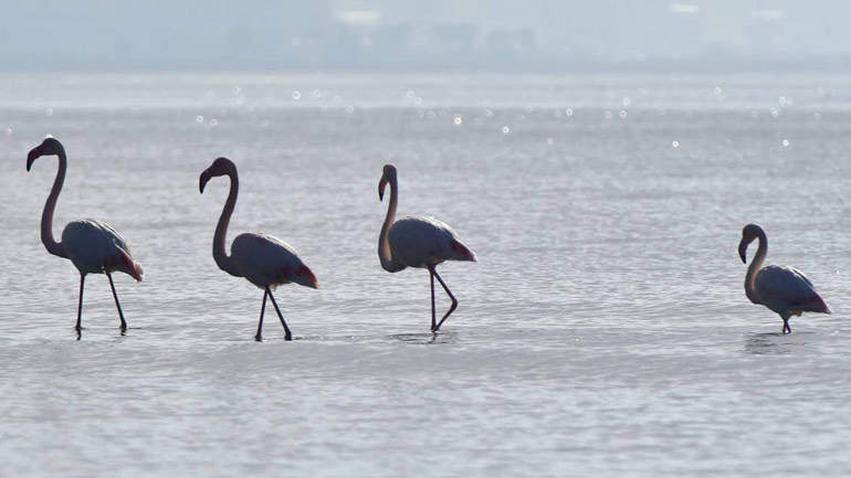 Οι πρώτες αφίξεις φλαμίνγκο στο Ναύπλιο