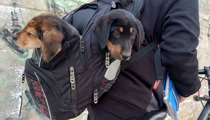 Έβγαλε τα βιβλία και έβαλε στην σχολική τσάντα τα… παρατημένα κουτάβια