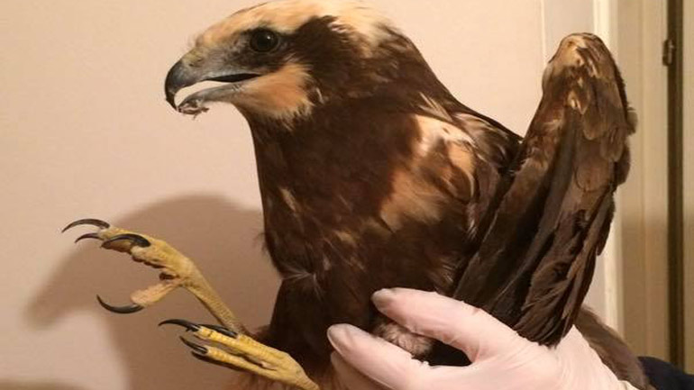 Λαμία: Σπάνιος τραυματισμένος αετός μεταφέρεται με το ΚΤΕΛ για να τον περιθάλψουν στην Αθήνα