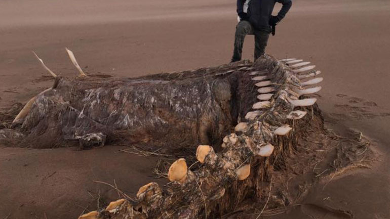 Σκωτία: Τεράστιος σκελετός ξεβράστηκε σε παραλία