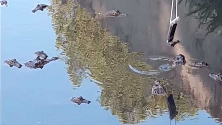 Αλιγάτορας αρπάζει το τάμπλετ ενός τουρίστα