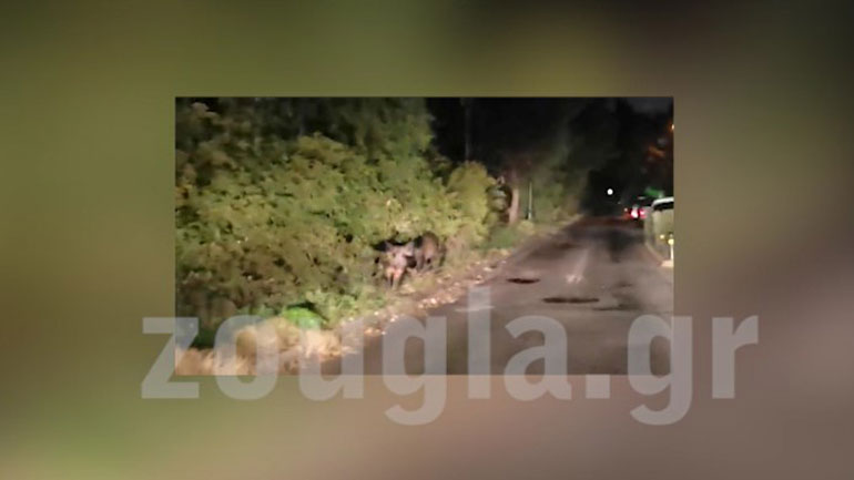 Αγριογούρουνα βόσκουν στο διάζωμα της οδού Ρόδων στην Εκάλη !