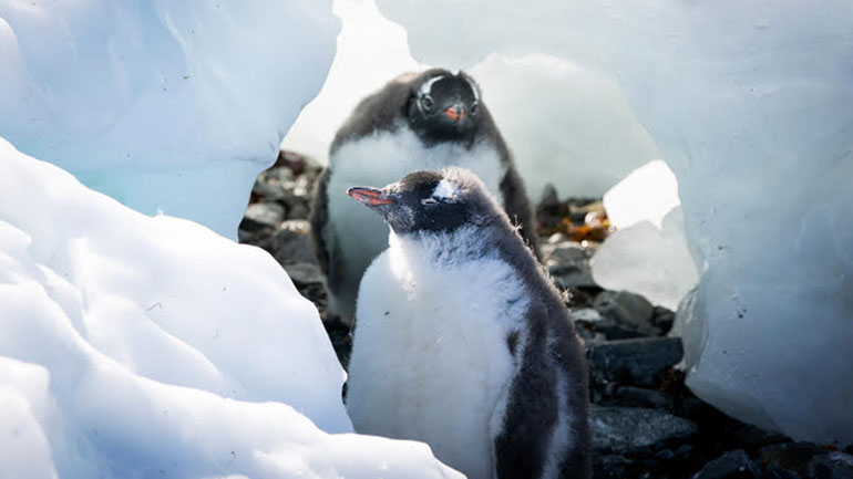Οι πιγκουίνοι εξαφανίζονται