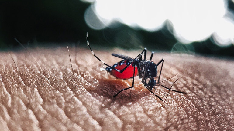 Παραγουάη: Στους 16 οι νεκροί από τον δάγκειο πυρετό