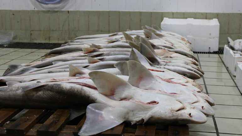 Ευρωπαϊκή πρωτοβουλία κατά του εμπορίου πτερυγίων καρχαρία στη Θεσσαλονίκη