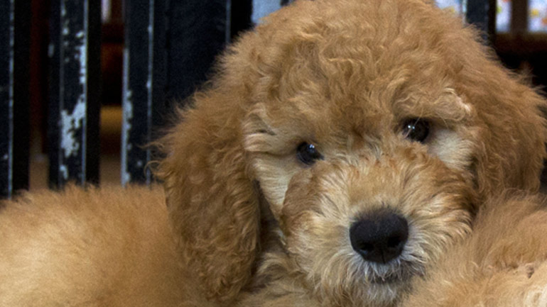 ΗΠΑ: Στη φυλακή άνδρας που επιχείρησε να πνίξει το κουτάβι της πρώην συντρόφου του