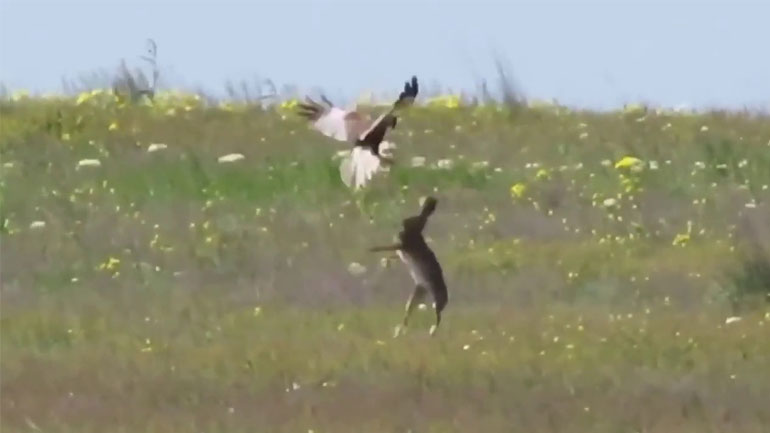 Λαγός τα βάζει με γεράκι