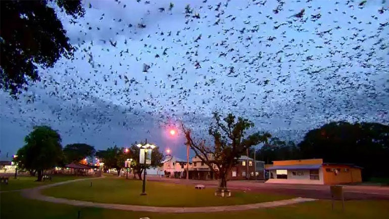 Σε πόλη της Αυστραλίας εισέβαλαν 300.000 νυχτερίδες