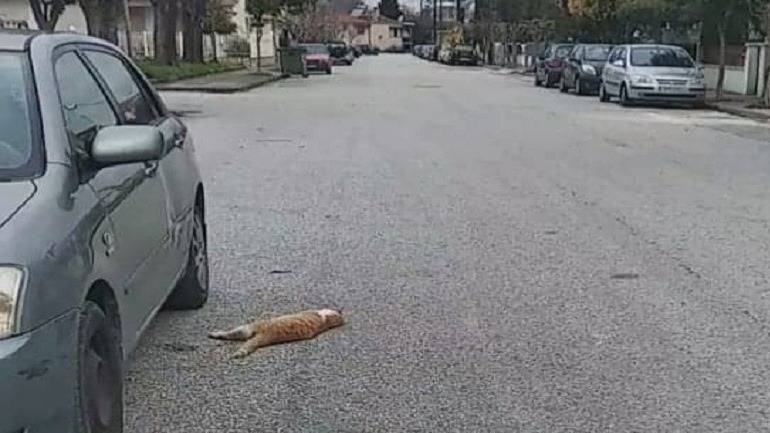 Κτηνωδία στα Τρίκαλα: Πάνω από 20 γάτες νεκρές από φόλες