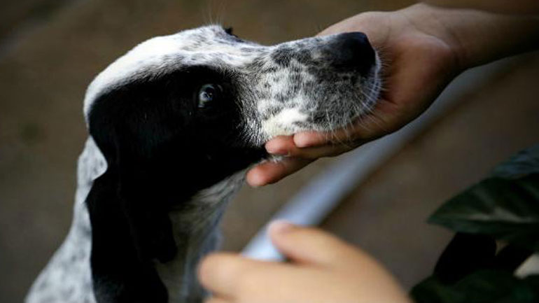 Τι κάνει τόσο ιδιαίτερους τους σκύλους; Η αγάπη, απαντάει η επιστήμη