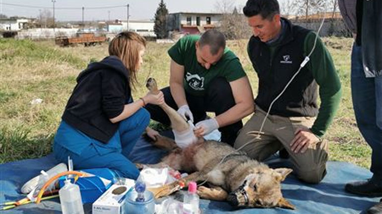 Επιτυχής διάσωση λύκαινας που είχε παγιδευθεί σε καγκελόπορτα