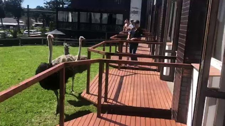 Άνθρωπος εναντίον στρουθοκάμηλου