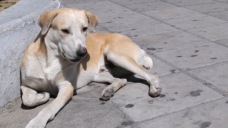 Ξάνθη: Εγκατέλειψαν στον δρόμο 50 σκυλιά μέσα σε μία εβδομάδα