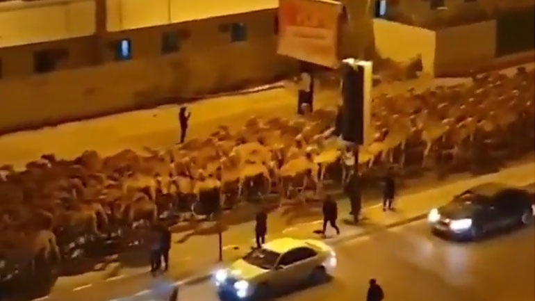 Οι καμήλες εγκαταλείπουν την Τρίπολη