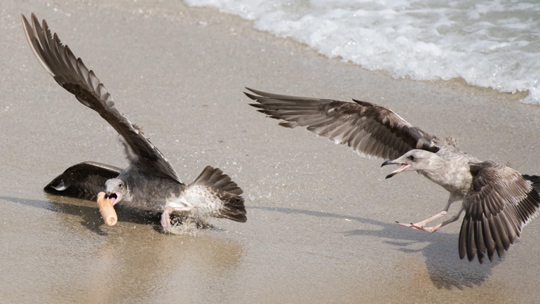Γλάροι τσακώνονται για έναν δονητή