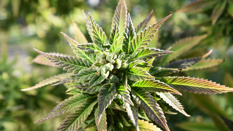 ΗΠΑ: Κατακόρυφα αυξήθηκε η χρήση μαριχουάνας στο ηλικιακό φάσμα των 65+ σε λιγότερο από μία δεκαετία