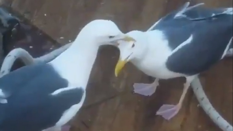 Γλάρος δέχεται μπούλινγκ