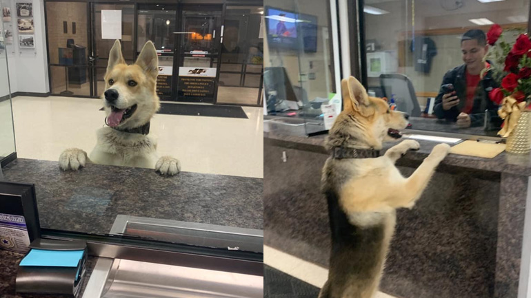 Σκύλος που χάθηκε εμφανίζεται στο αστυνομικό τμήμα