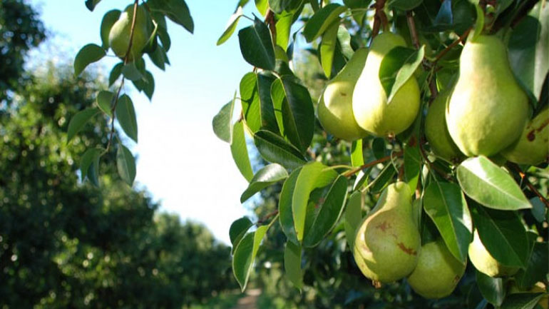 Η ποιότητα και η ιχνηλασιμότητα των ευρωπαϊκών φρούτων πόλος έλξης για τους καταναλωτές