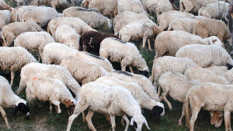 Βρετανία: Κτηνοτρόφος καταδικάσθηκε σε πρόστιμο γιατί χτυπούσε τα πρόβατά του με γροθιές στο κεφάλι