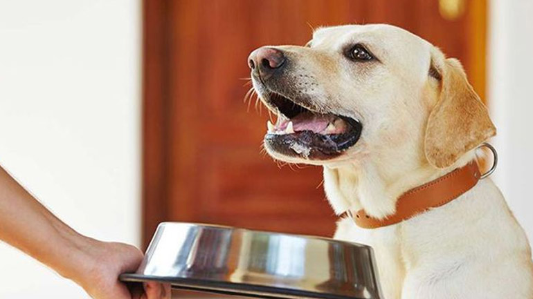 Τι πρέπει να ξέρετε για την τροφή του σκύλου σας;