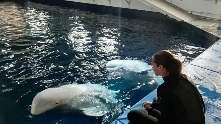 Η Τζένα Γκόλντσακ σε αποστολή προστασίας της φάλαινας μπελούγκα