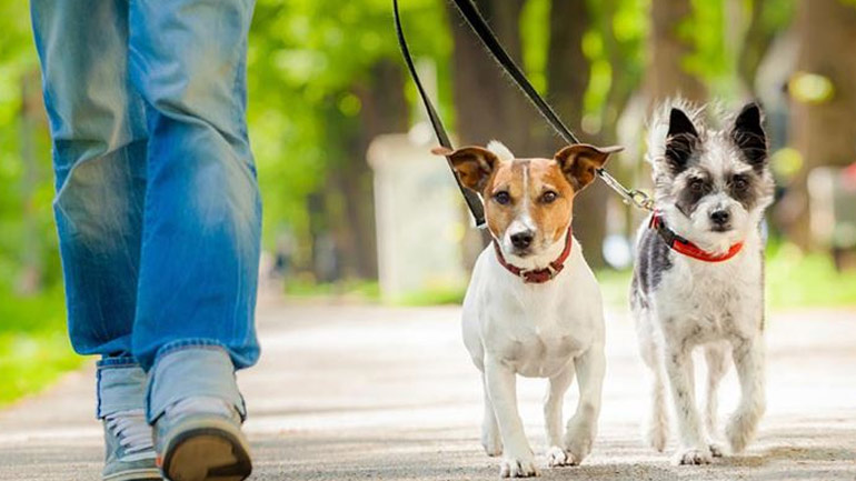 Το λάθος που κάνουμε όταν προσπαθούμε να μάθουμε στον σκύλο μας μια εντολή