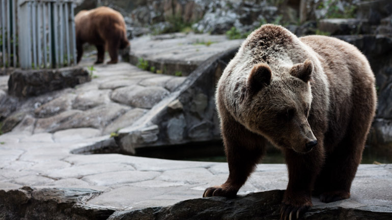 Ξύπνησαν οι αρκούδες στο Νυμφαίο Φλώρινας